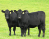 Producers leading the future of southern beef – EOI now open