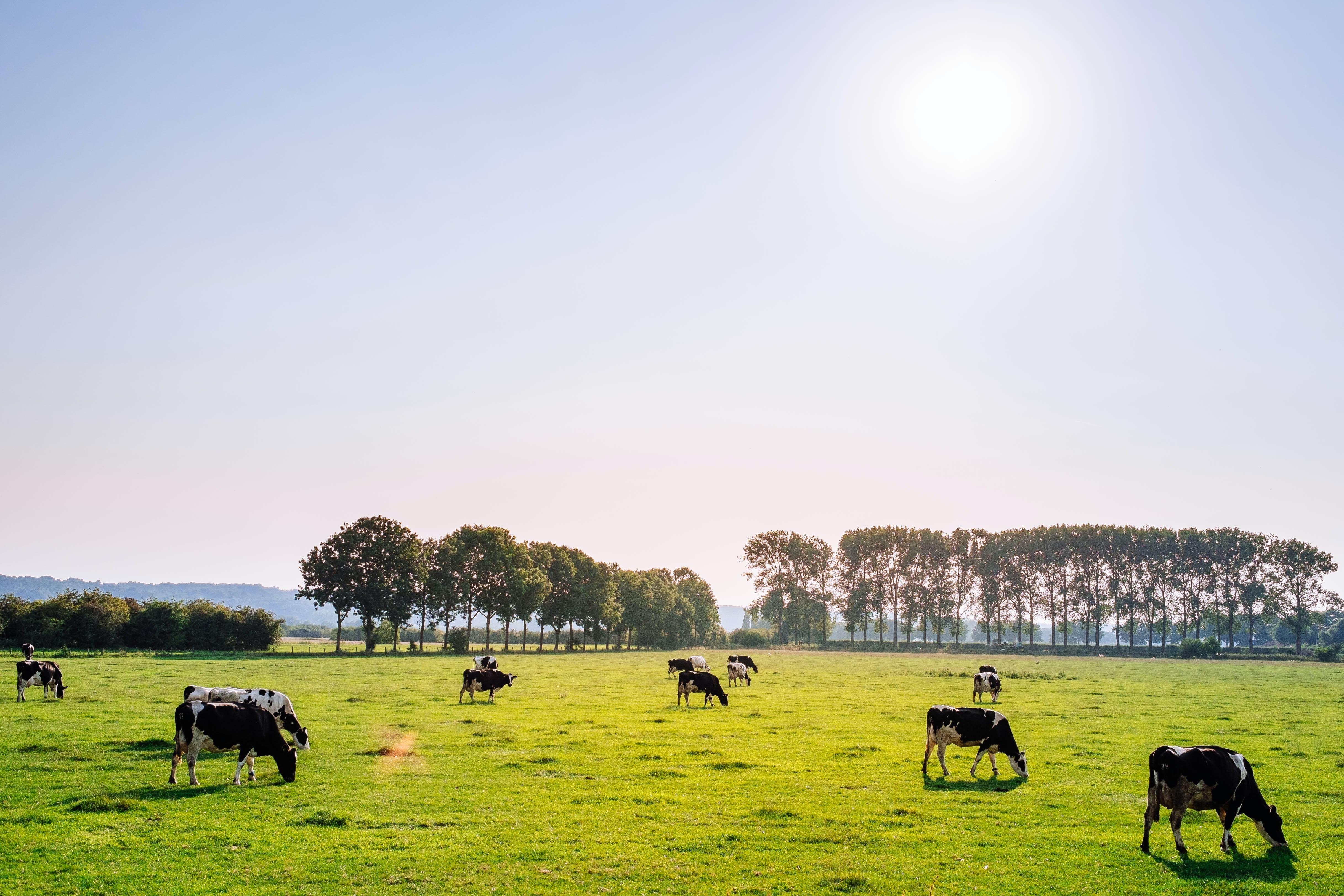 Dairycowspaddocksunshinegrass