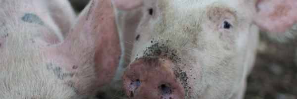Pigs Big Pic