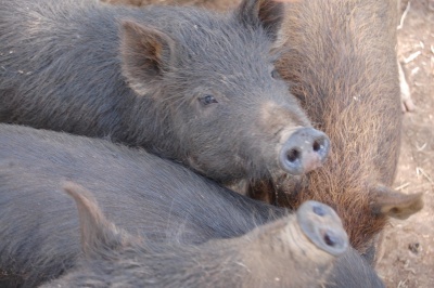 Pigs_black_article_tasCountry
