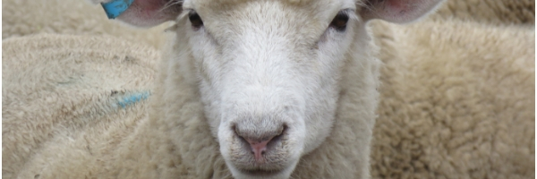 Sheep Big Pic