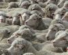Members Urged to Complete Live Sheep Exports Survey