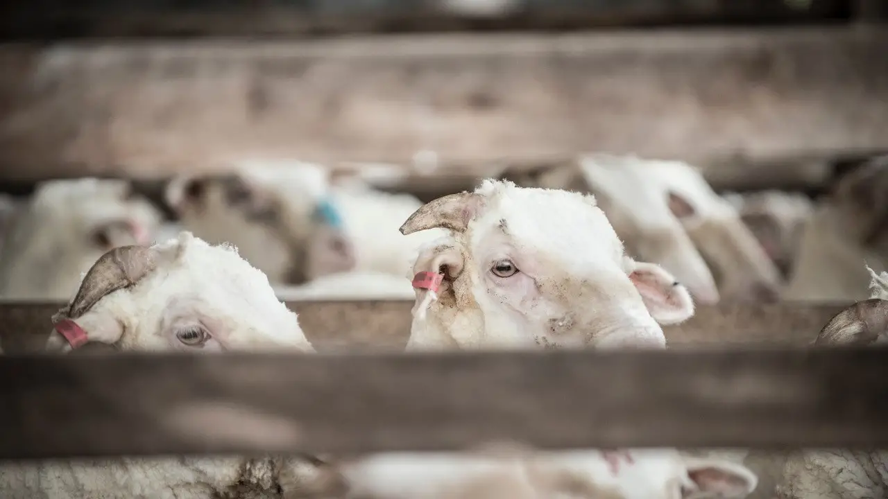 Wool