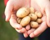 McCain Potato Negotiations