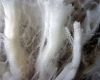 Vital vote on wool's future