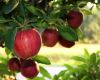 Tasmanian Fruit Growers Left ‘High and Dry’ Join Campaign for $150  Million Federal Irrigation Funding