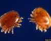 Varroa Mite Update