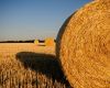 TasFarmers issues urgent scam alert: Farmers duped in hay scams