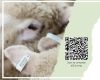 eID Survey - Sheep & Goat Producers