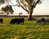 Cattle Australia Board Elections and AGM at Cattle Connect