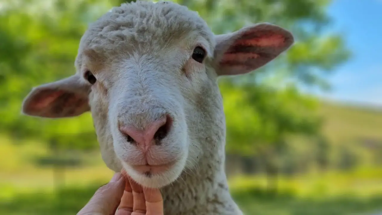 FR low stress lamb