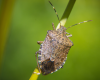 Biosecurity Tasmania Expands Surveillance After Second Brown Marmorated Stink Bug Detection