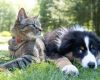 Tasmanian cat owners urged to check microchips