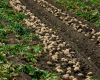 Protect local food: Growers call out unsustainable potato import