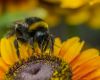 High-tech spy gear to uncover the secrets of Bumble bees in Tasmania