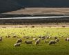 The Future Flock: Sheep producers to help shape industry’s future