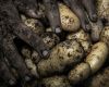 David and Goliath – Tasmanian potato growers verses a global giant